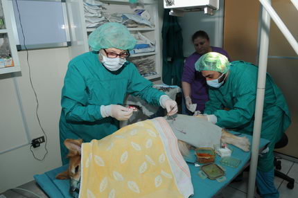 dr. jaouhari und dr. hassan in der surgery abteilung der klinik bei einer tumor operation